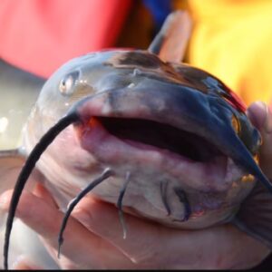 Premium Catfish – Fresh, Nutritionally Fed & Delivered Nationwide