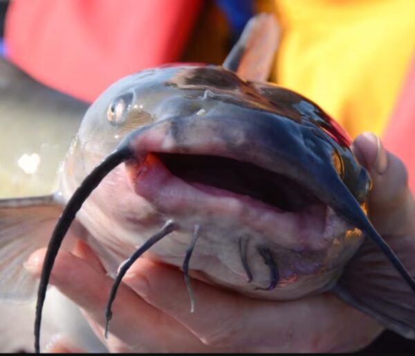 Premium Catfish – Fresh, Nutritionally Fed & Delivered Nationwide