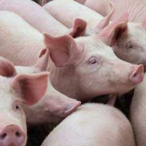 Fattened Pigs – Healthy, Well-Fed of All Sizes