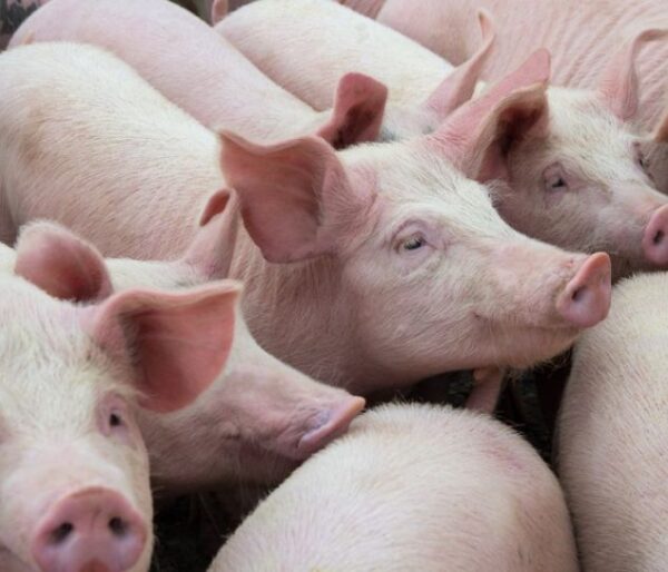 Fattened Pigs – Healthy, Well-Fed of All Sizes