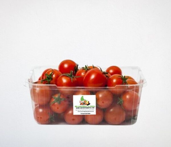 Fresh & Premium Tomatoes – Goodness for Every Meal